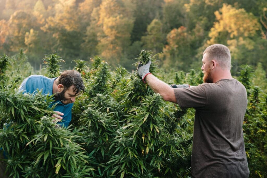 Buying a Cannabis Farm in Thailand