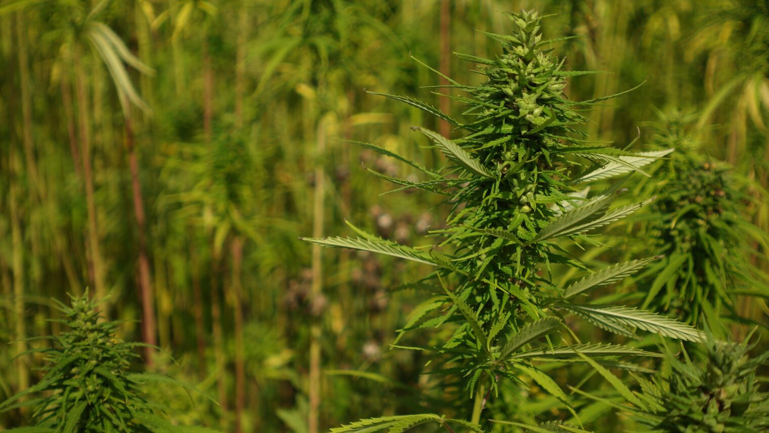 Buying a Cannabis Farm in Thailand 2024