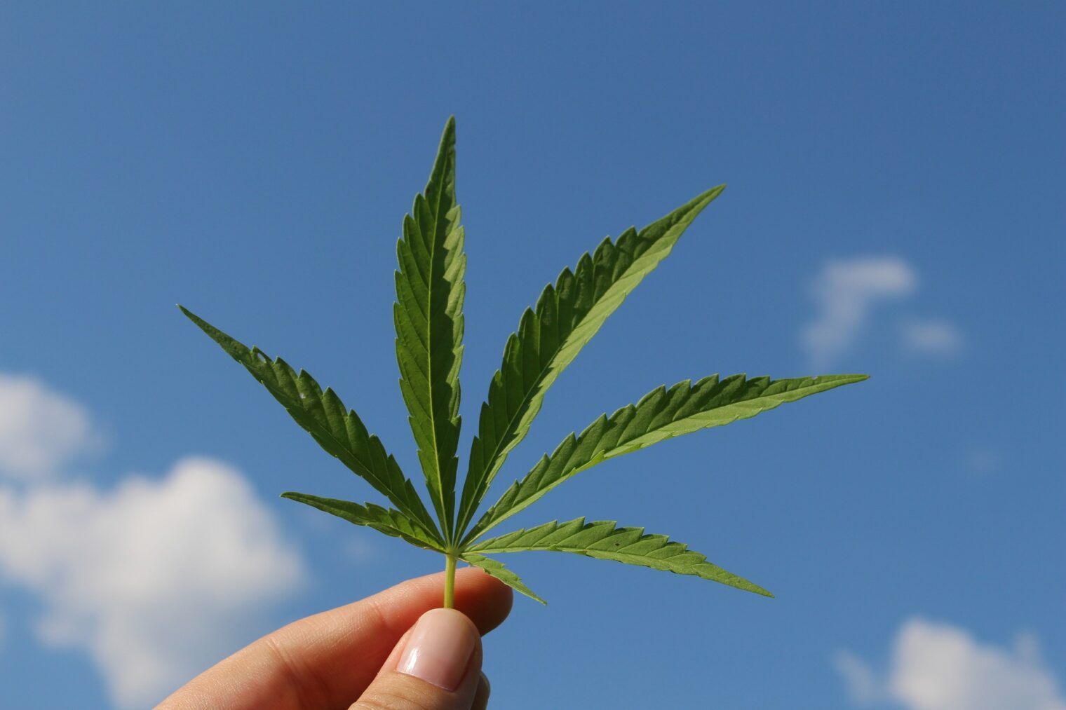 Benefits of Cannabis Sativa