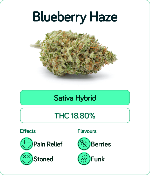 Blueberry Haze