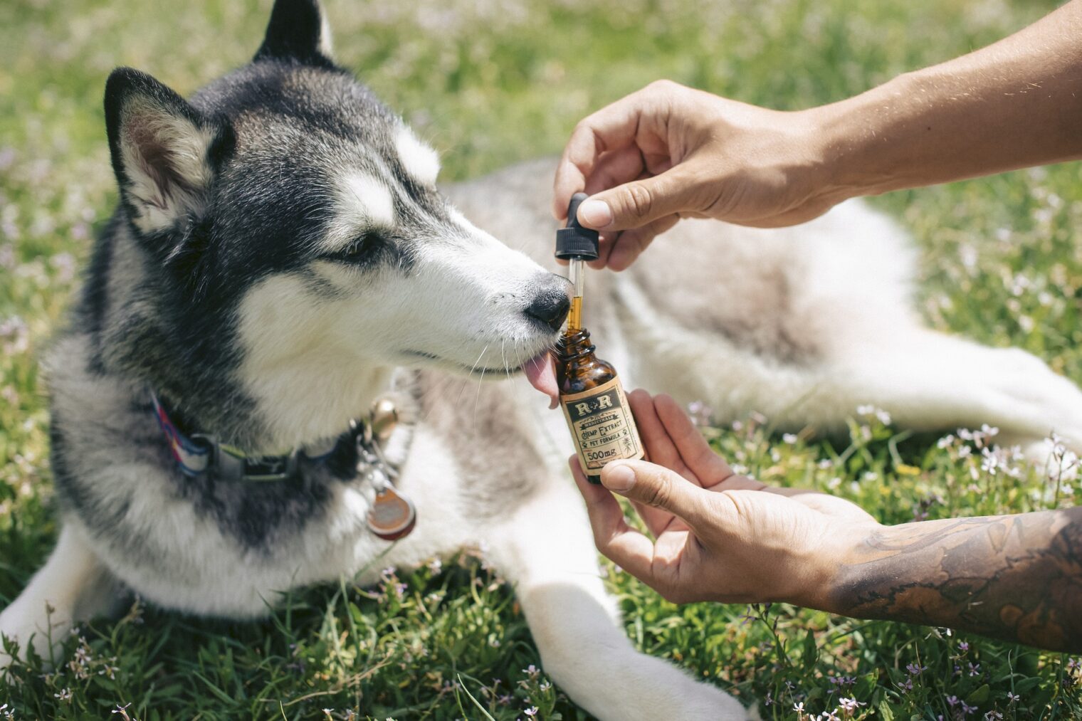 CBD for Pets in 2024