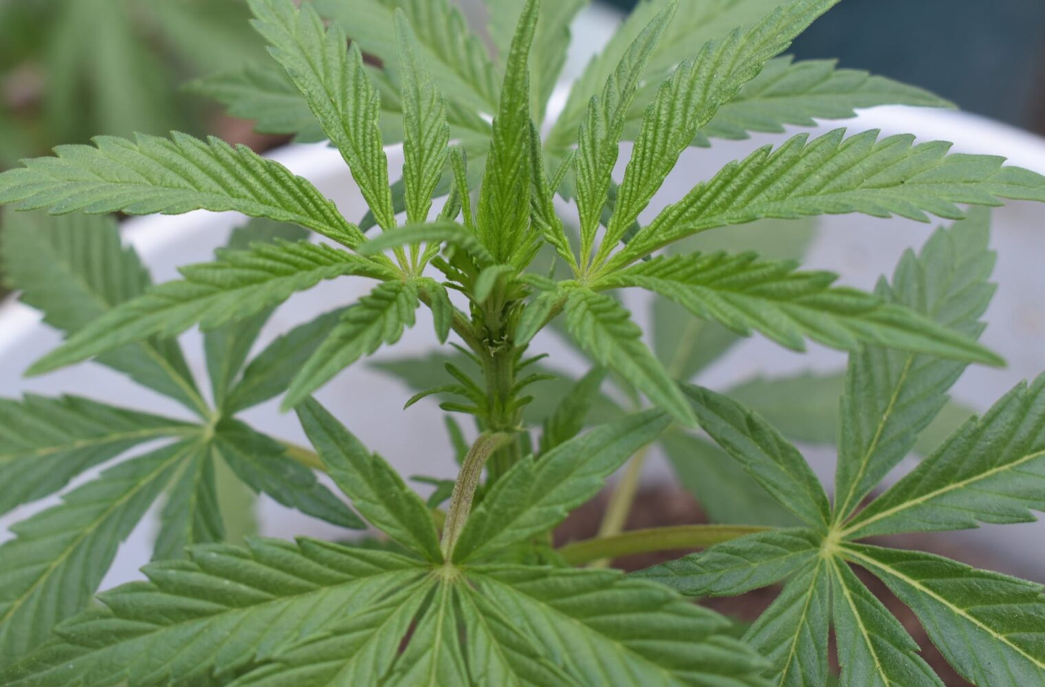 growing Thai cannabis in 2024