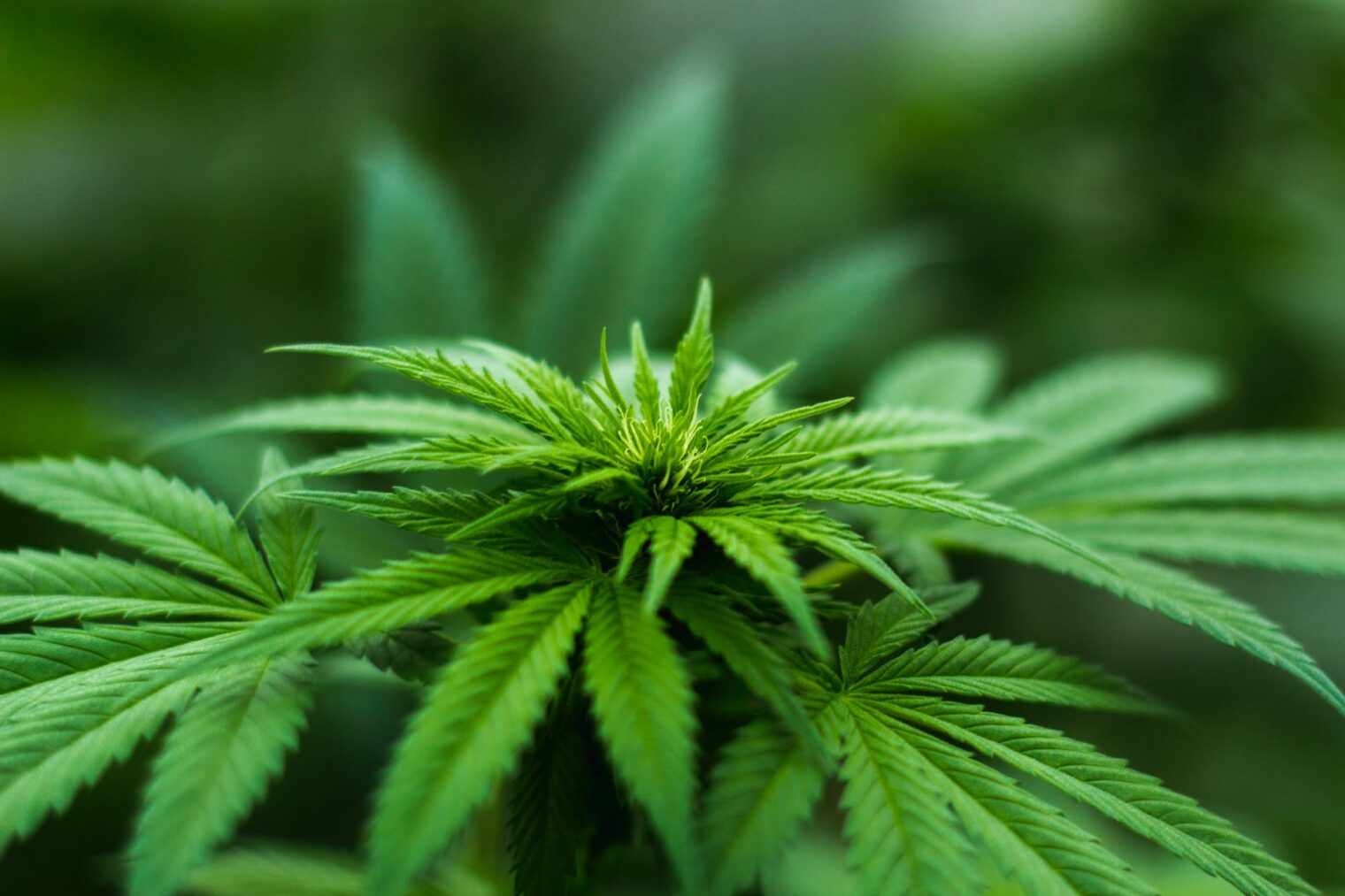 growing Thai cannabis