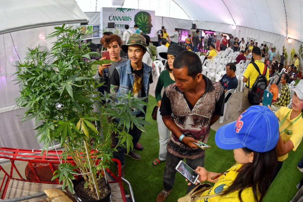 Organizing Thai Weed Festivals