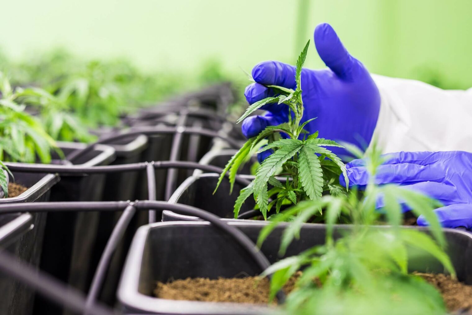 Exploring Lucrative Opportunities: Cannabis Jobs Across the Globe
